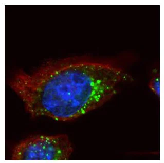 Immunocytochemistry/ Immunofluorescence - Anti-HGS antibody - C-terminal (AB155539)