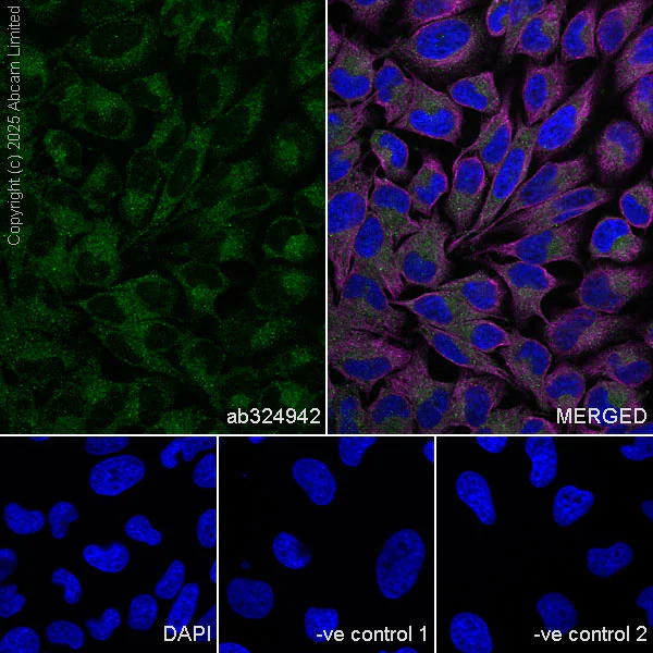 Immunocytochemistry/ Immunofluorescence - Anti-HGS antibody [EPR30364-605] (AB324942)