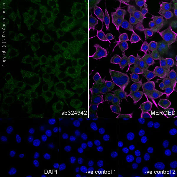 Immunocytochemistry/ Immunofluorescence - Anti-HGS antibody [EPR30364-605] (AB324942)