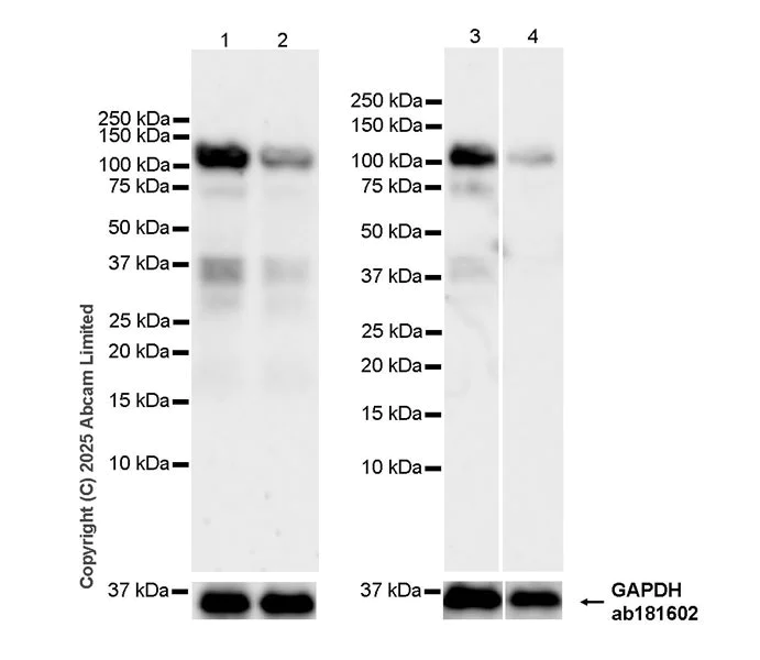 Western blot - Anti-HGS antibody [EPR30364-605] (AB324942)