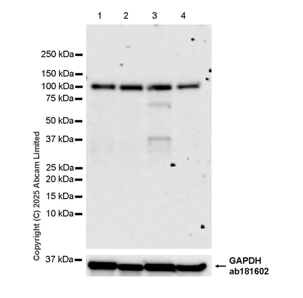 Western blot - Anti-HGS antibody [EPR30364-605] (AB324942)