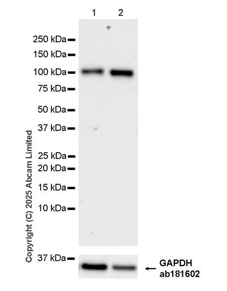 Western blot - Anti-HGS antibody [EPR30364-605] (AB324942)
