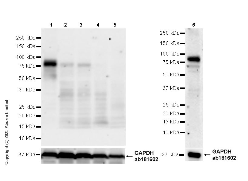 Western blot - Anti-Hhip antibody [EPR29660-579] (AB324310), expandable thumbnail