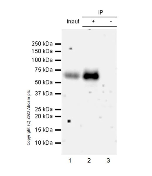 Immunoprecipitation - Anti-HHLA2 antibody [EPR26395-88] - BSA and Azide free (AB315995)