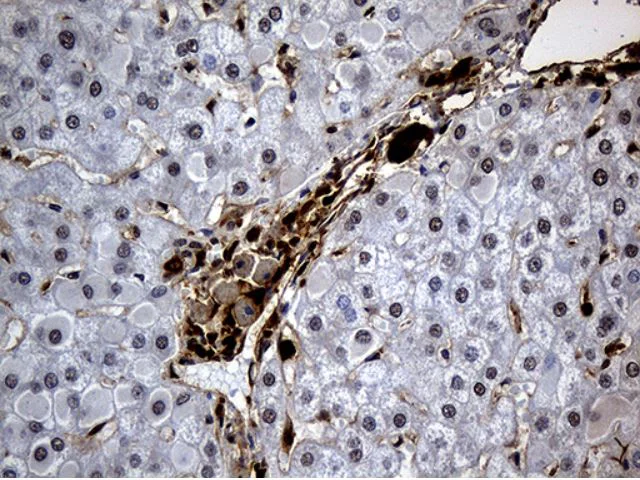 Immunohistochemistry (Formalin/PFA-fixed paraffin-embedded sections) - Anti-HHLA3 antibody [OTI10B4] (AB279373)