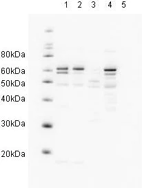 Western blot - Anti-hHR23A antibody (AB3836)