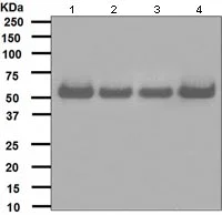 Western blot - Anti-hHR23A antibody [EPR4818] - BSA and Azide free (AB247690)