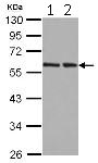 Western blot - Anti-hHR23b antibody (AB125918)
