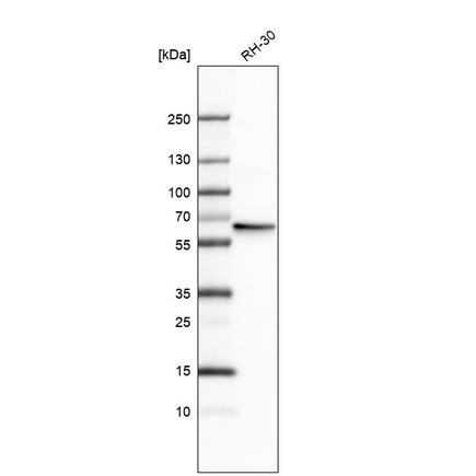 Western blot - Anti-hHR23b antibody (AB223776)