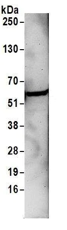 Western blot - Anti-hHR23b antibody (AB86781)