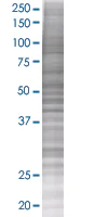 SDS-PAGE - hHR23b overexpression 293T lysate (whole cell) (AB94298)