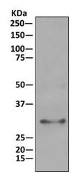Immunoprecipitation - Anti-HIBADH antibody [EPR12519(B)] (AB175203)