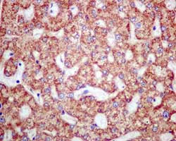 Immunohistochemistry (Formalin/PFA-fixed paraffin-embedded sections) - Anti-HIBADH antibody [EPR12525(B)] (AB172955)