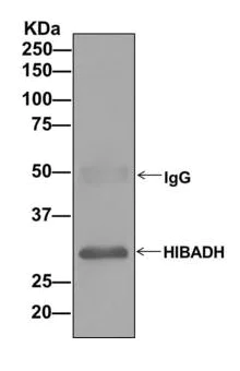 Immunoprecipitation - Anti-HIBADH antibody [EPR12525(B)] (AB172955)