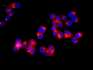 Immunocytochemistry/ Immunofluorescence - Anti-HID1/DMC1 antibody [EPR12901] - BSA and Azide free (AB249893), expandable thumbnail