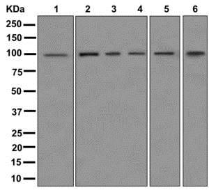 Western blot - Anti-HID1/DMC1 antibody [EPR12901] - BSA and Azide free (AB249893), expandable thumbnail