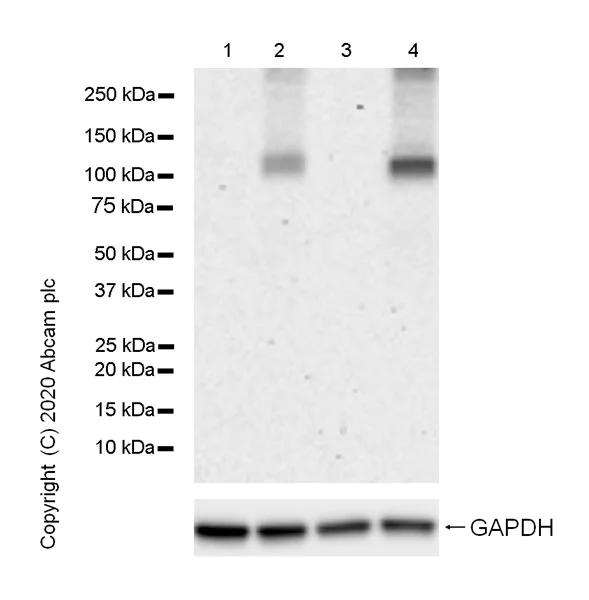 Western blot - Anti-HIF-1 alpha antibody [54/HIF-1a] (AB279654)