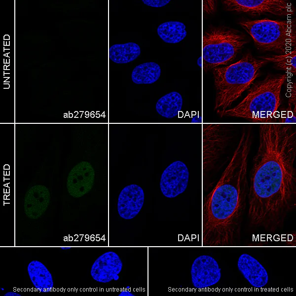 Immunocytochemistry/ Immunofluorescence - Anti-HIF-1 alpha antibody [54/HIF-1a] - BSA and Azide free (AB279658)