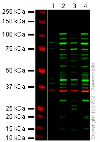Western blot - Anti-HIF-1 alpha antibody [54/HIF-1a] - BSA and Azide free (AB279658)