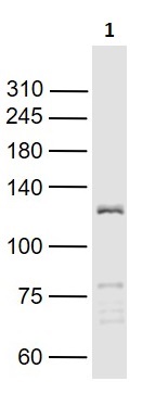 Western blot - Anti-HIF-1 alpha antibody (AB216842), expandable thumbnail