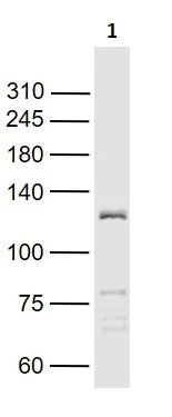Western blot - Anti-HIF-1 alpha antibody (AB216842)