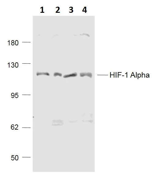 おまとめ【fl706】【aph106】 Anti-HIF-1 alpha antibody (ab216842) | Abcam