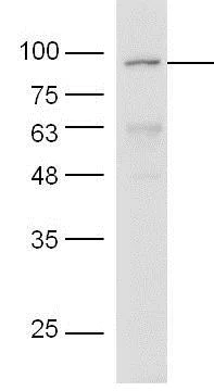 Western blot - Anti-HIF-1 alpha antibody (AB216842)