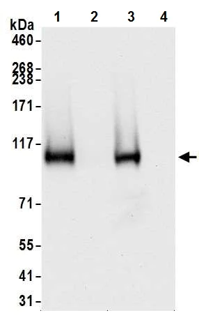 Western blot - Anti-HIF-1 alpha antibody [BL-124-3F7] (AB243860)