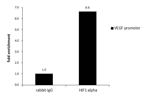 ChIP - Anti-HIF-1 alpha antibody - C-terminal (AB228649), expandable thumbnail