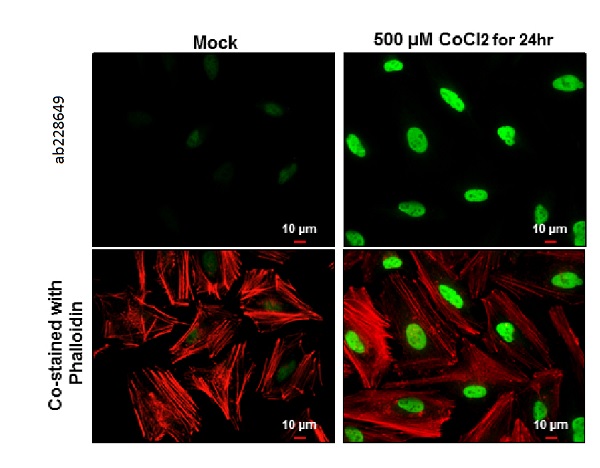 Immunocytochemistry/ Immunofluorescence - Anti-HIF-1 alpha antibody - C-terminal (AB228649), expandable thumbnail