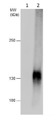 Immunoprecipitation - Anti-HIF-1 alpha antibody - C-terminal (AB228649), expandable thumbnail
