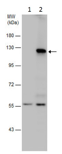 Western blot - Anti-HIF-1 alpha antibody - C-terminal (ab228649), expandable thumbnail