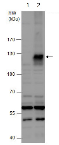 Western blot - Anti-HIF-1 alpha antibody - C-terminal (ab228649), expandable thumbnail