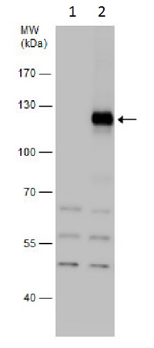 Western blot - Anti-HIF-1 alpha antibody - C-terminal (AB228649), expandable thumbnail