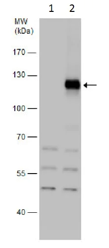 Western blot - Anti-HIF-1 alpha antibody - C-terminal (AB228649)