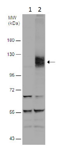 Western blot - Anti-HIF-1 alpha antibody - C-terminal (AB228649), expandable thumbnail