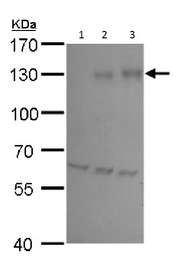 Western blot - Anti-HIF-1 alpha antibody - C-terminal (ab228649), expandable thumbnail