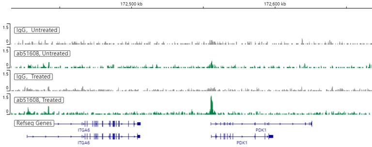 ChIC/CUT&RUN sequencing - Anti-HIF-1 alpha antibody [EP1215Y] - BSA and Azide free (AB210073)