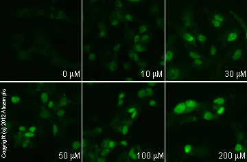Immunocytochemistry/ Immunofluorescence - Anti-HIF-1 alpha antibody [EP1215Y] - BSA and Azide free (AB210073)