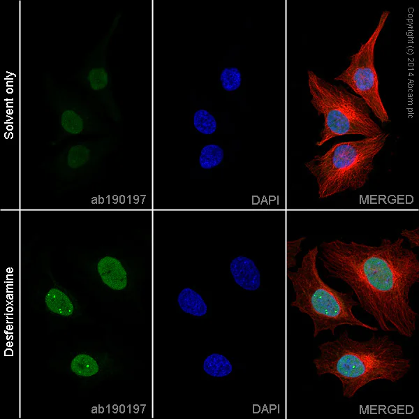 Immunocytochemistry/ Immunofluorescence - Anti-HIF-1 alpha antibody [EP1215Y] - BSA and Azide free (AB210073)