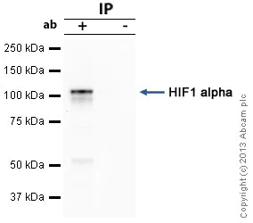 Immunoprecipitation - Anti-HIF-1 alpha antibody [EP1215Y] - BSA and Azide free (AB210073)