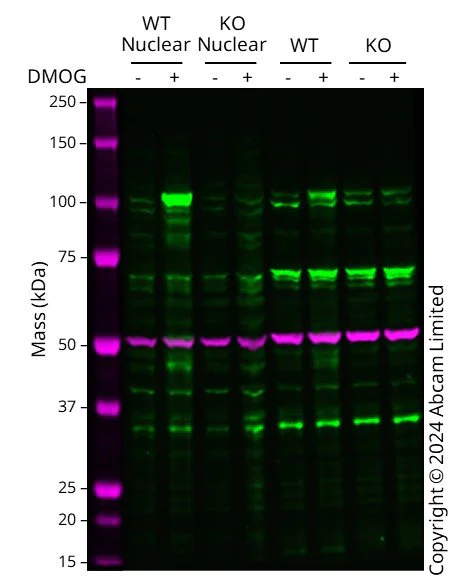Western blot - Anti-HIF-1 alpha antibody [EP1215Y] - BSA and Azide free (AB210073)