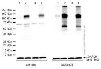 Western blot - Anti-HIF-1 alpha antibody [EP1215Y] - BSA and Azide free (AB210073)