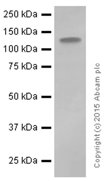Western blot - Anti-HIF-1 alpha antibody [EP1215Y] - BSA and Azide free (AB210073)