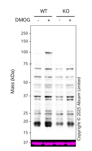 Western blot - Anti-HIF-1 alpha antibody [EP1215Y] - Mouse IgG1 (Chimeric) (AB324312), expandable thumbnail