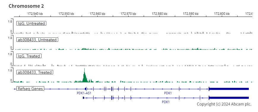ChIC/CUT&RUN sequencing - Anti-HIF-1 alpha antibody [EPR16897-145] (AB308433), expandable thumbnail