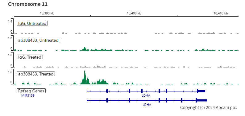 ChIC/CUT&RUN sequencing - Anti-HIF-1 alpha antibody [EPR16897-145] (AB308433), expandable thumbnail