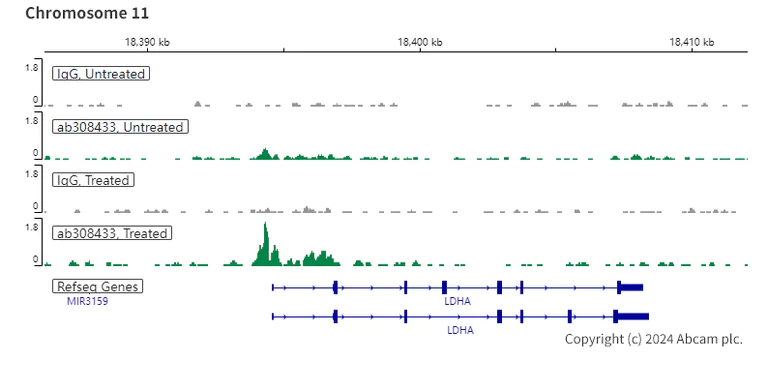 ChIC/CUT&RUN sequencing - Anti-HIF-1 alpha antibody [EPR16897-145] (AB308433)