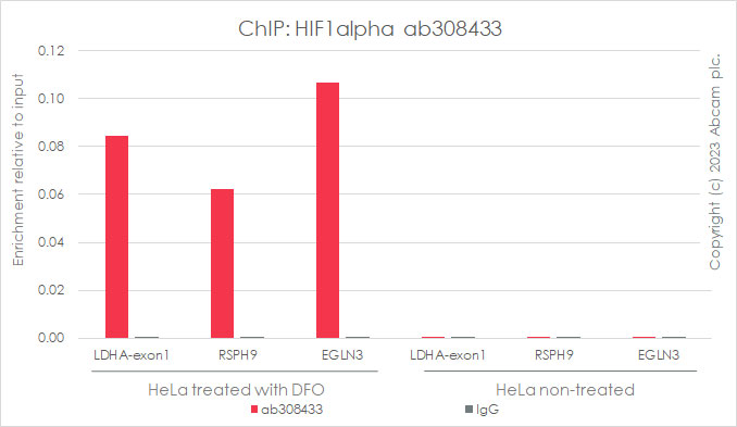 ChIP - Anti-HIF-1 alpha antibody [EPR16897-145] (AB308433), expandable thumbnail