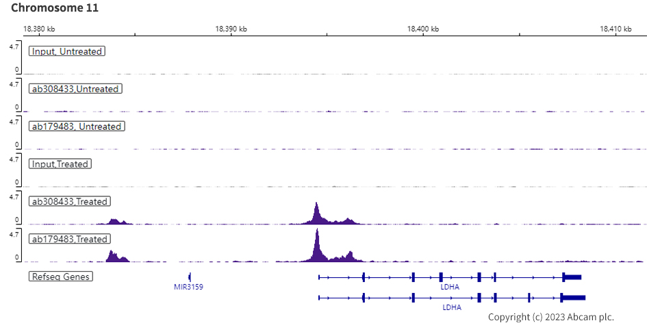 ChIP-sequencing - Anti-HIF-1 alpha antibody [EPR16897-145] (ab308433), expandable thumbnail